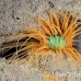 anemone_ts_bb_si_h_0123_kom0658.jpg